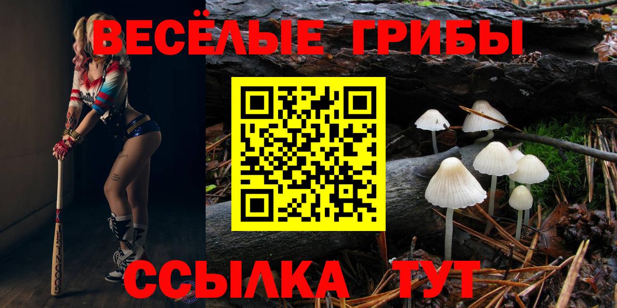 Псилоцибиновые грибы Cubensis Сланцы